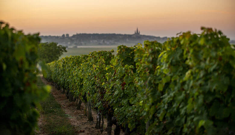De Karakter Wijnboer: Domaine du Vieux Pressoir