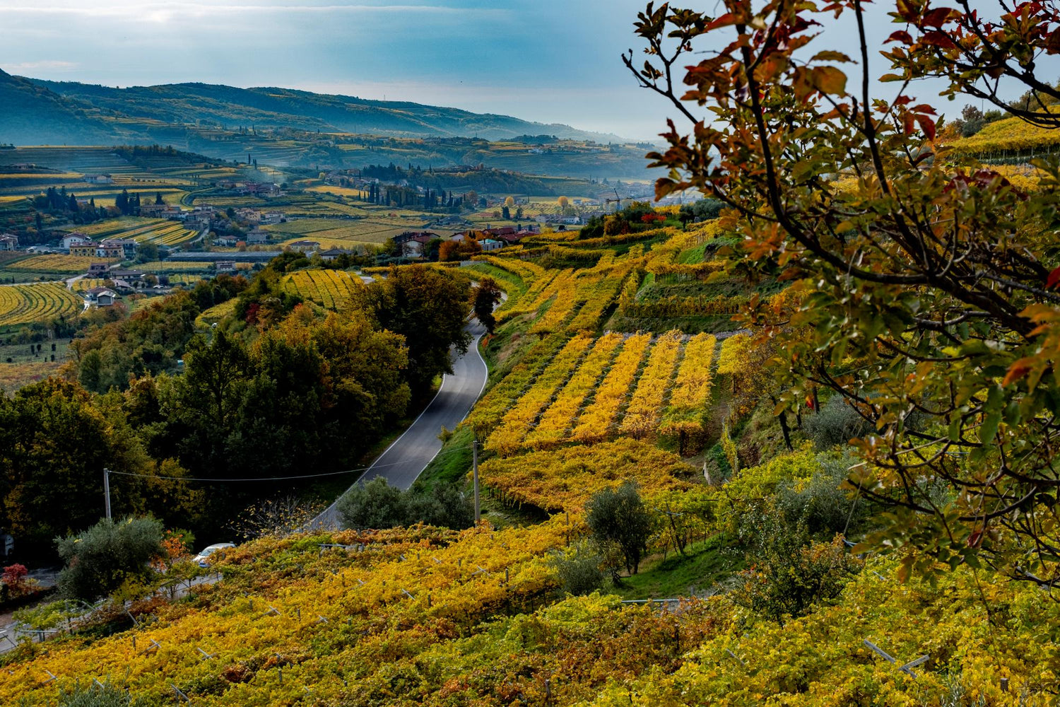 Domini Veneti