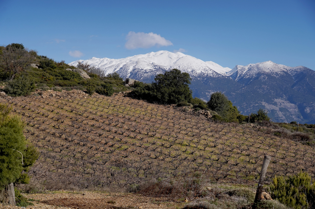 Aori Wines