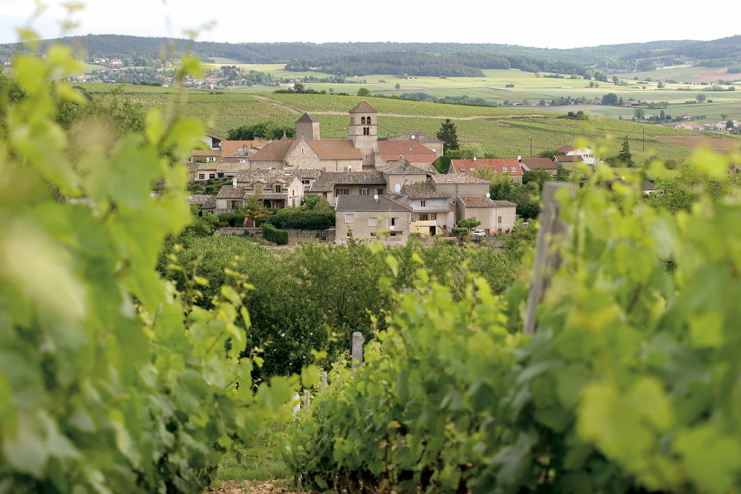 Domaine de la Croix Senaillet