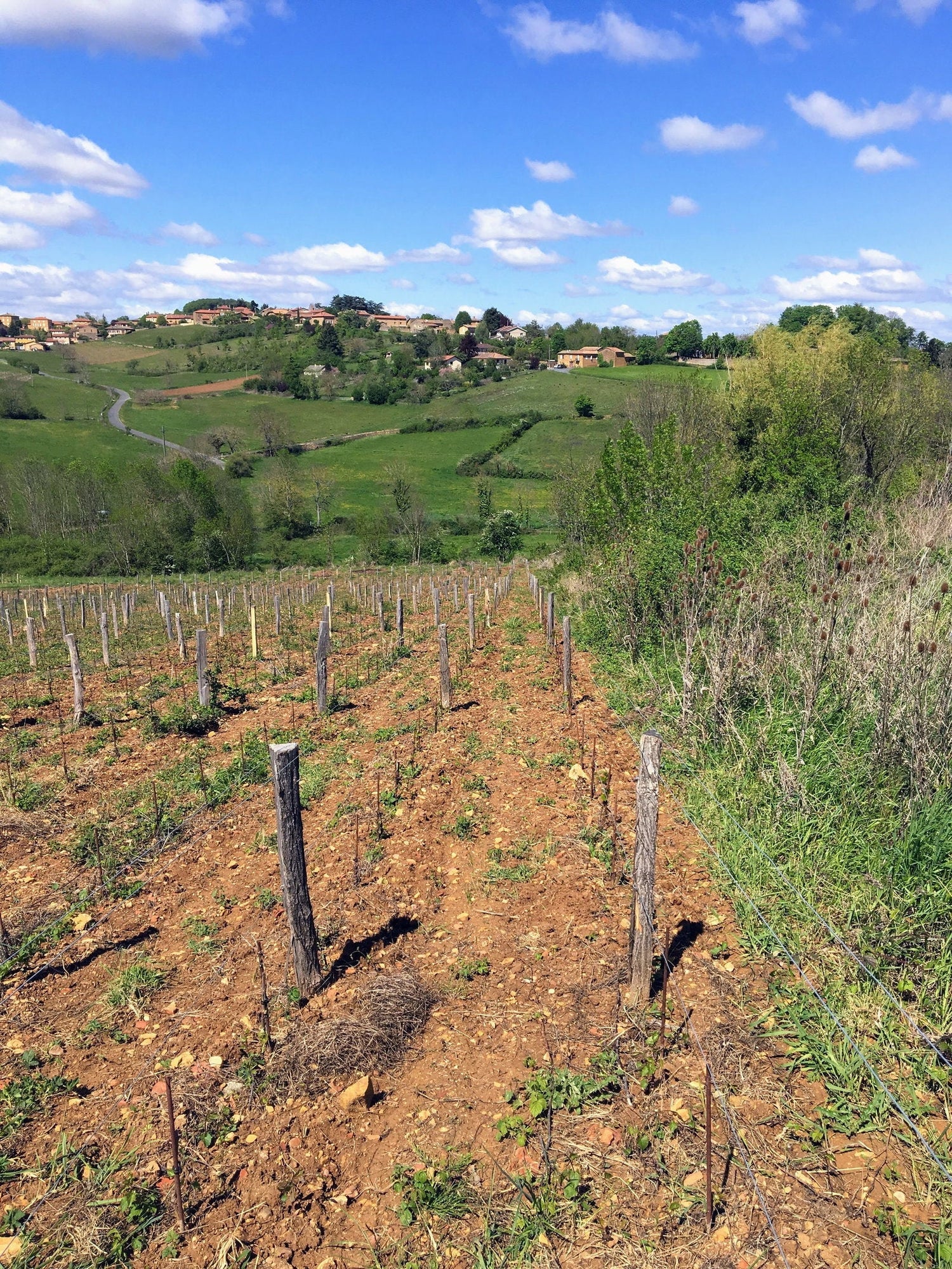 Domaine Thillardon