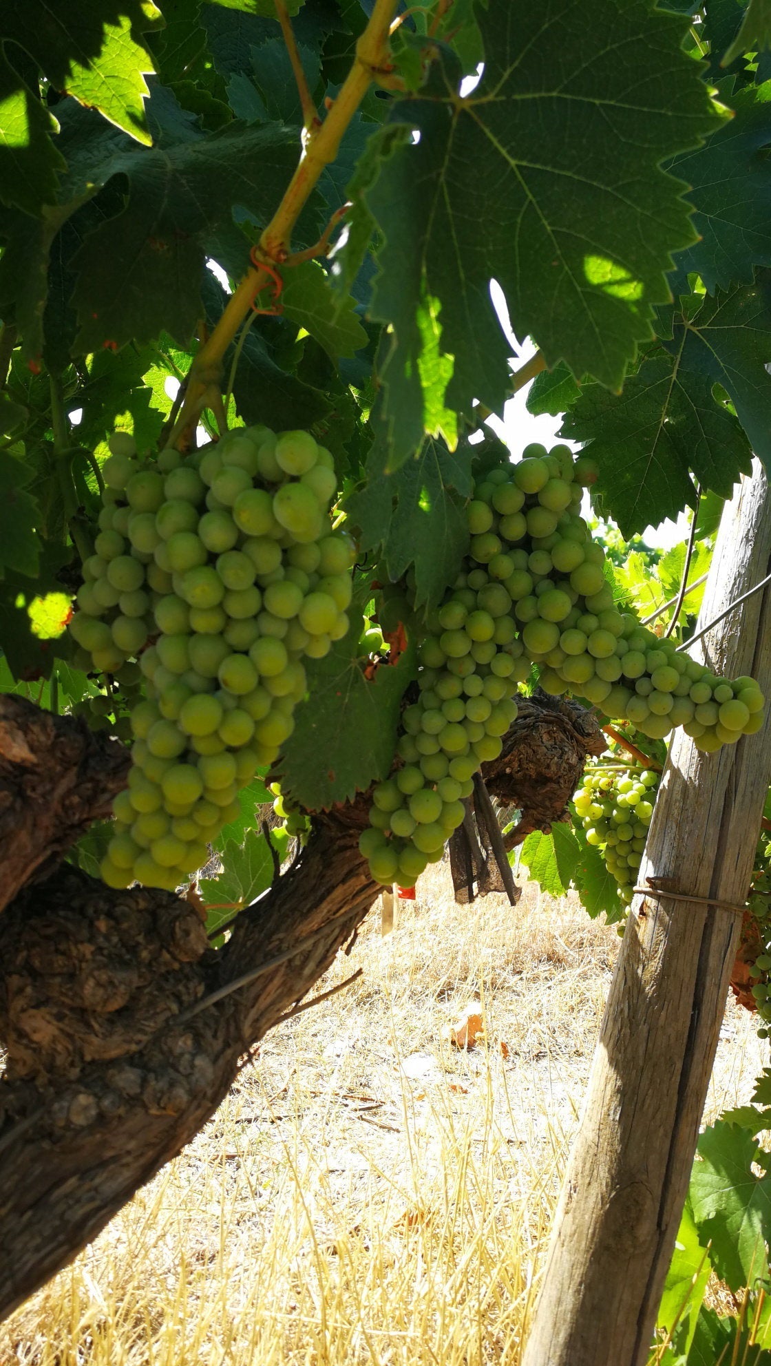 Les Vignerons de Florensac