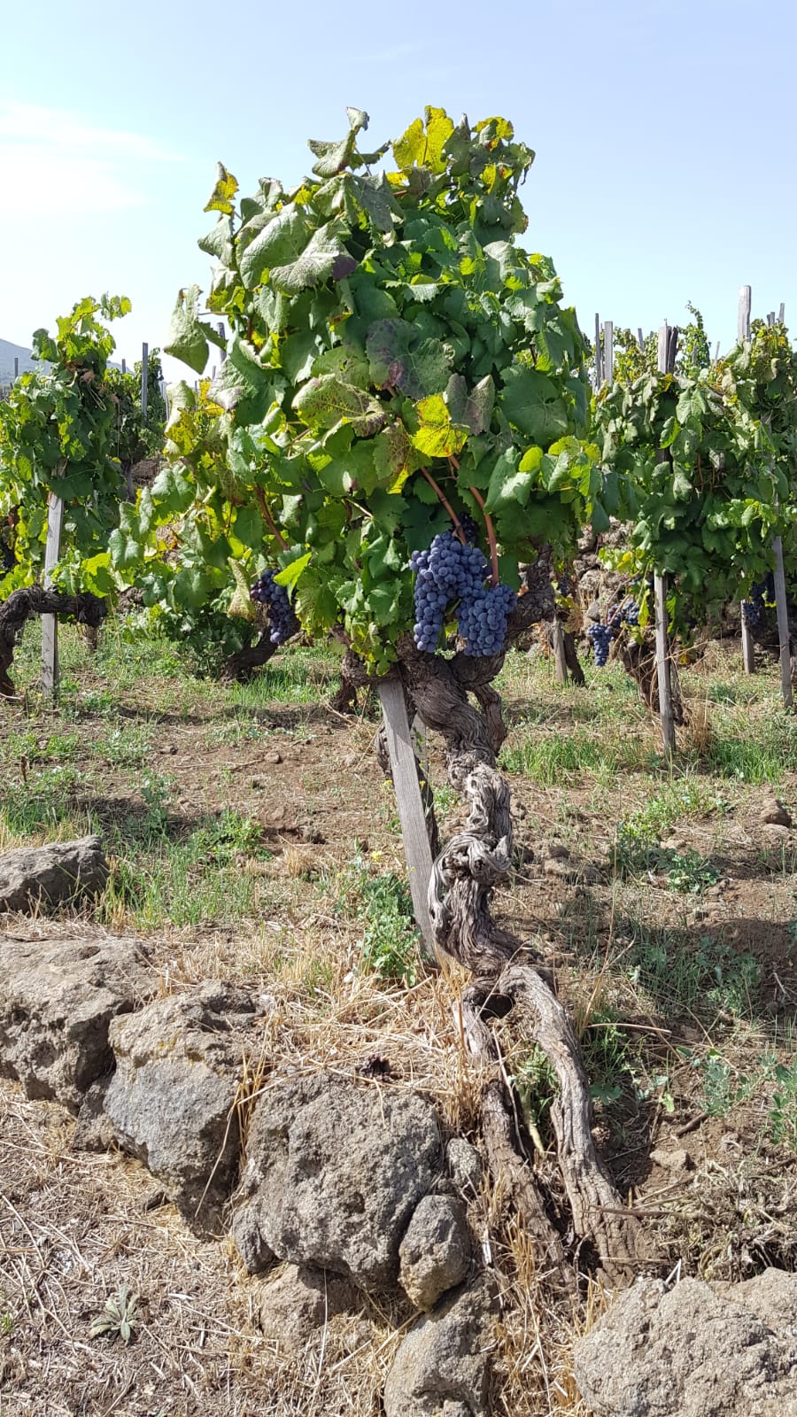 Palmento Costanzo