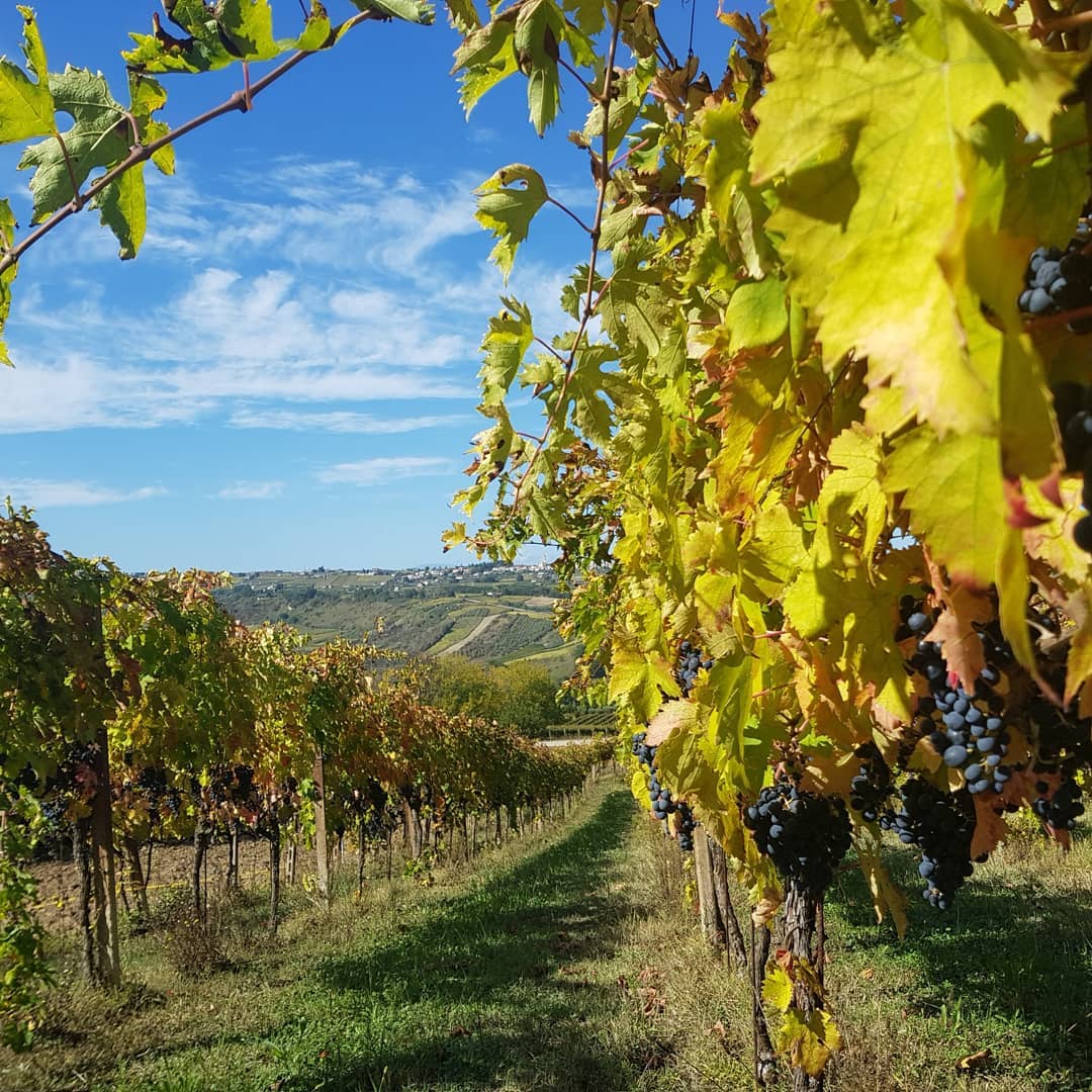 Tenuta Ferrante