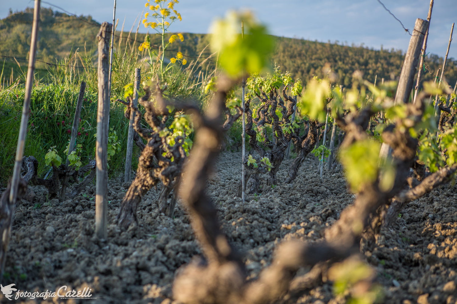 Tenuta Iuzzolini