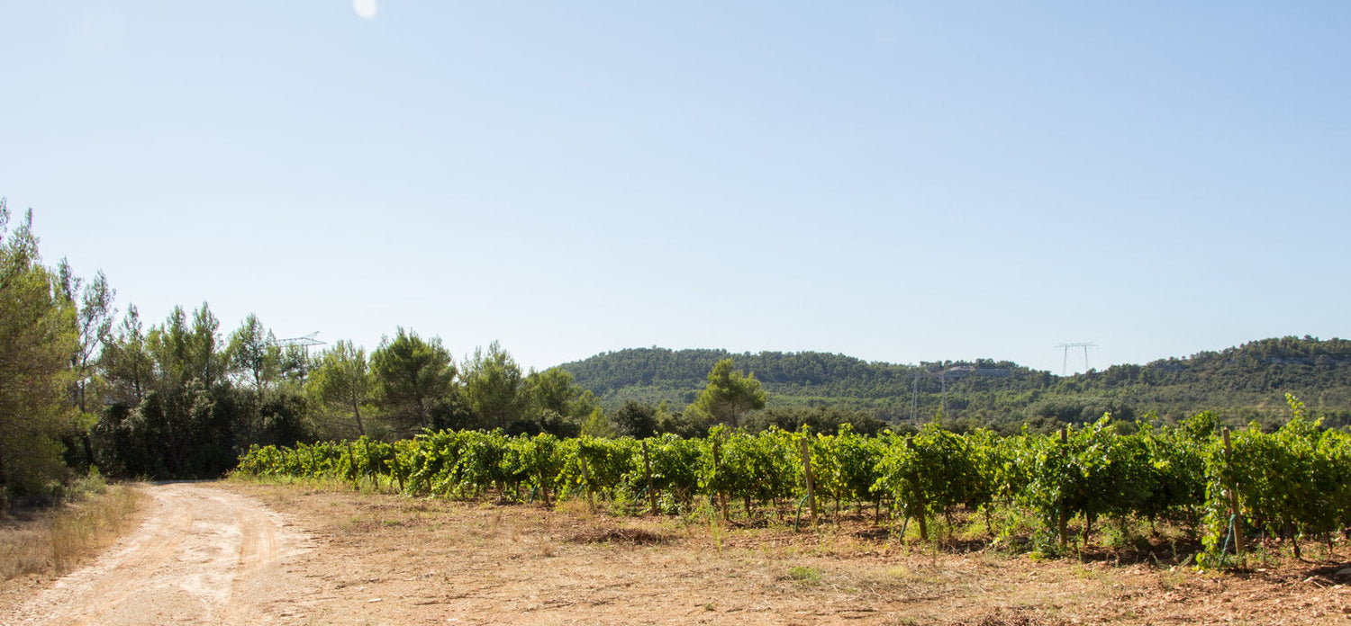 Vignobles Benoit