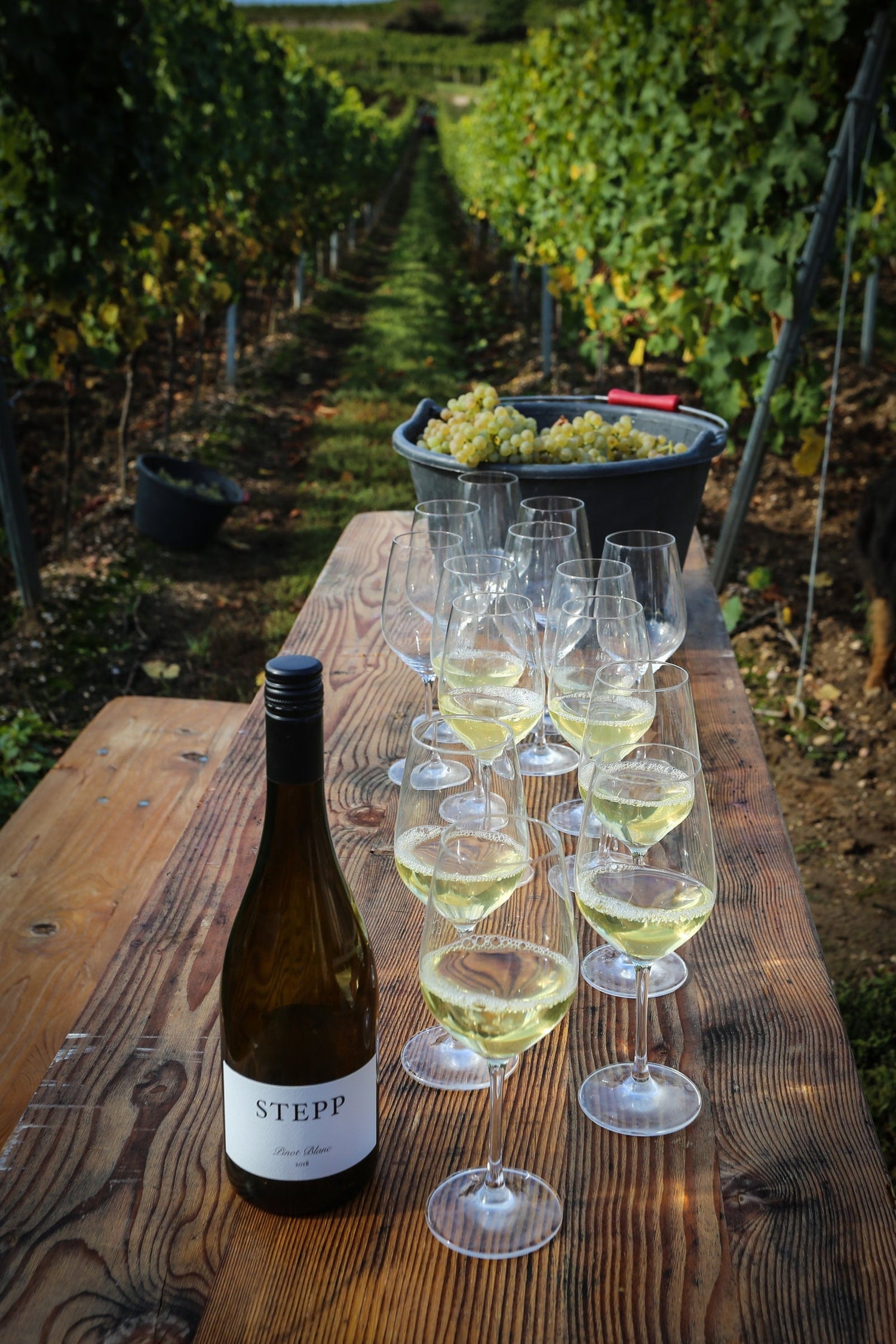 Weingut Gerd Stepp
